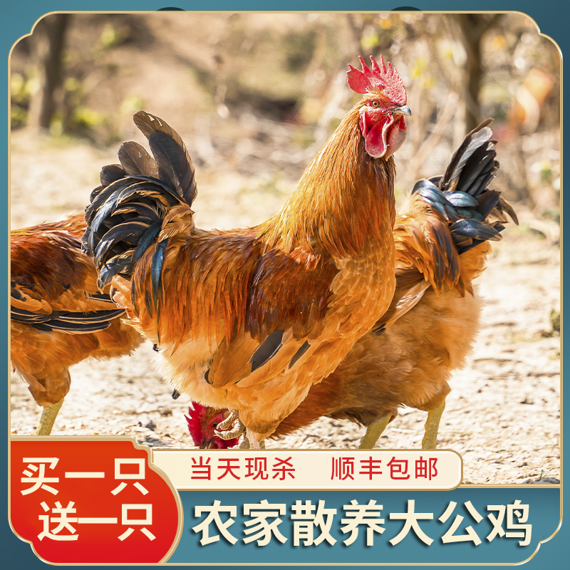 【新人福利两只公鸡q】净重共6斤左右散养黑腿不带内脏新鲜现杀急冻