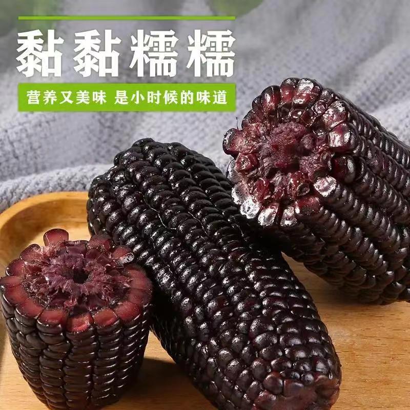 东北小棒甜糯黑玉米香软鲜160g-200g/根*10根