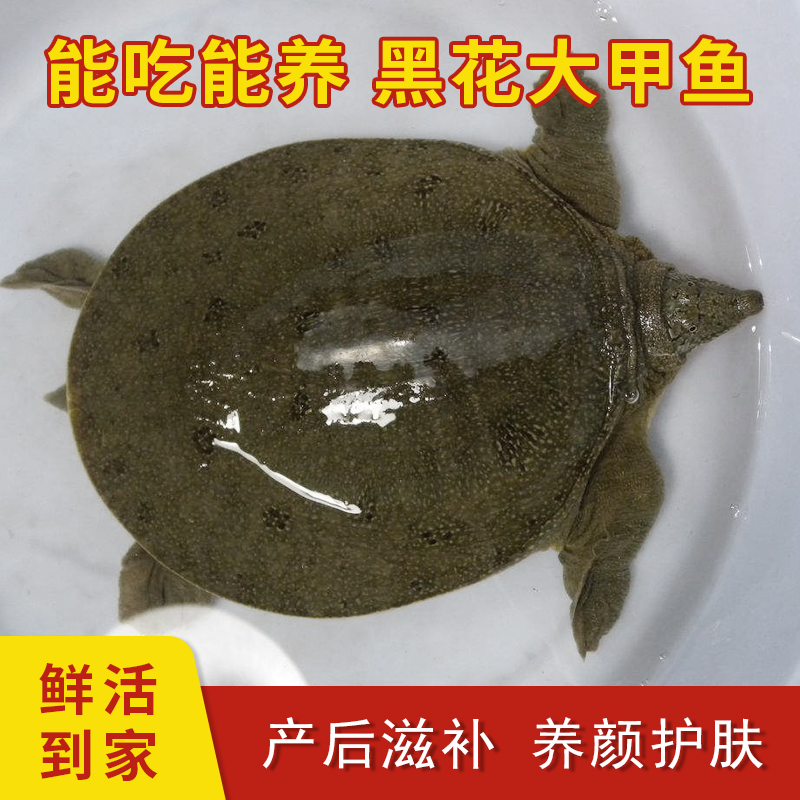 1.8斤-2.0斤一只装鲜活外塘中华甲鱼包活生鲜养殖活体包活甲鱼苗