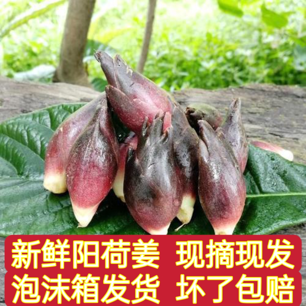 贵州阳荷姜洋荷姜野生阳何茗荷新鲜蔬菜洋荷嫩洋个头不大介意勿拍