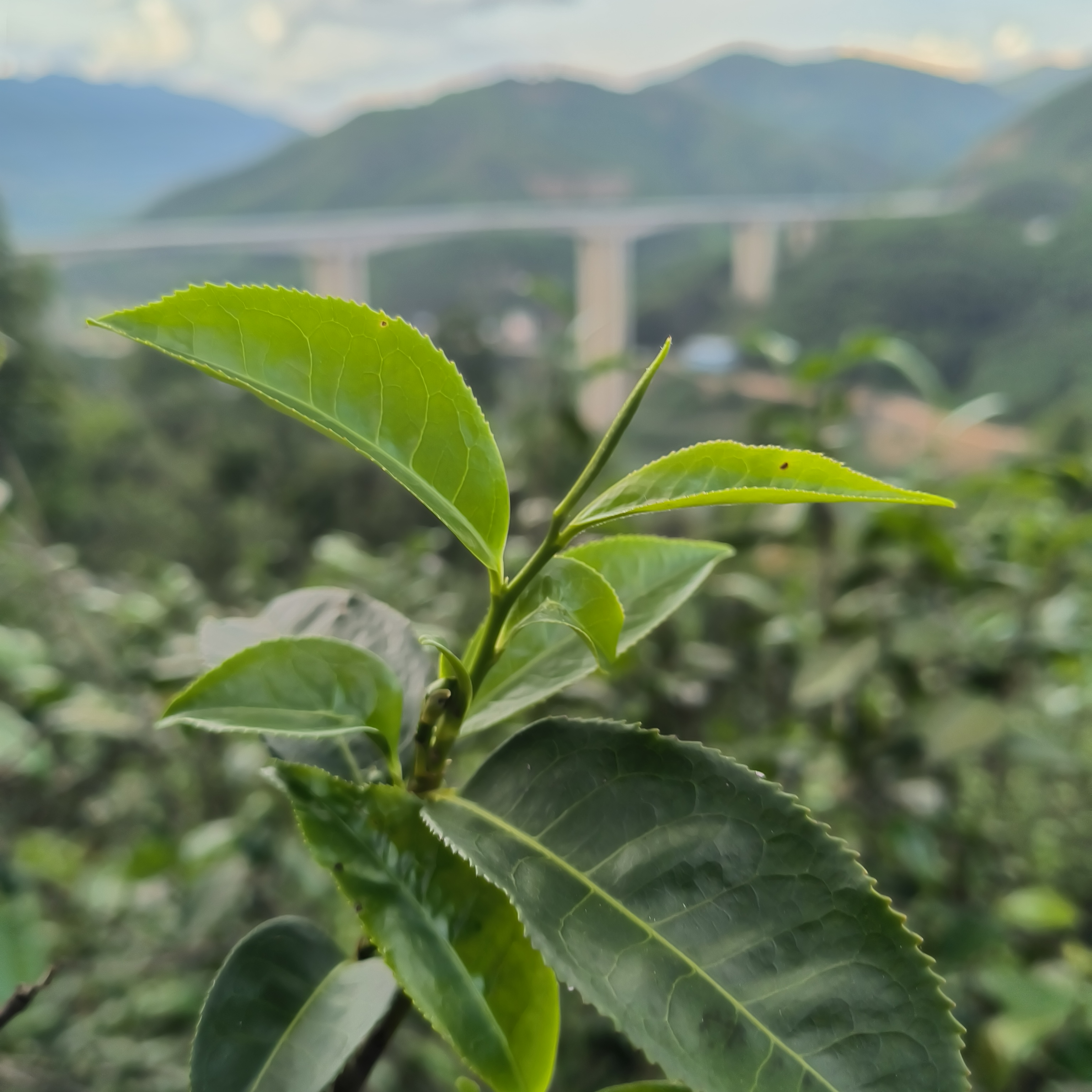 【昔归香古树散茶】2023年昔归茶区春尾纯料 普洱生茶