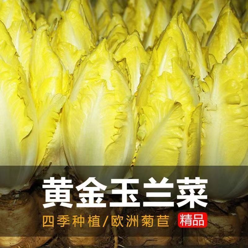 金玉兰菜种子菊苣菜欧洲王子菜营养软化菊苣多年生四季蔬菜种籽