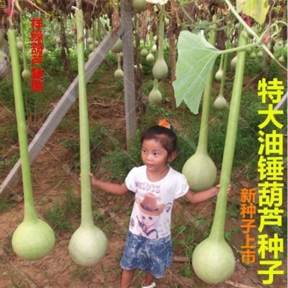 文玩葫芦油锤葫芦种子巨型油锤葫芦种油锤种子天鹅鹤首葫芦种