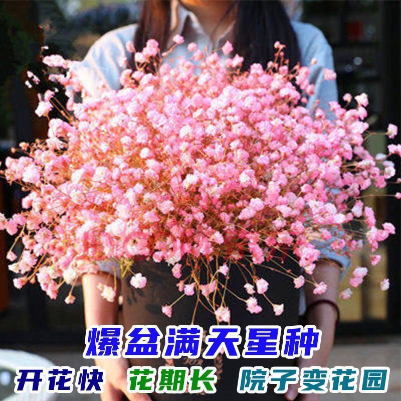 满天星种子四季种爆盆净化空气花种子室内盆栽花卉植物草籽