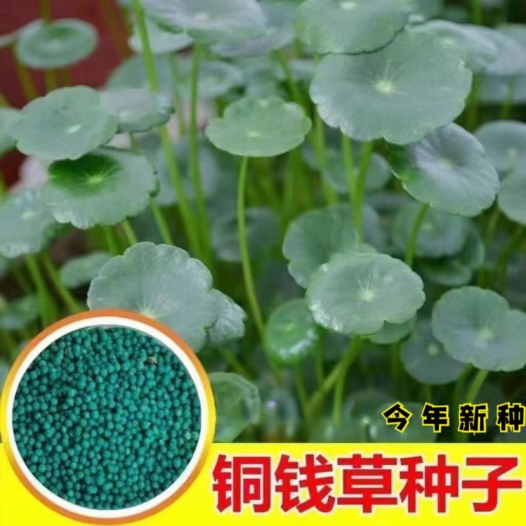 铜钱草水培水养种籽招财旺宅铜钱草种子土培四季庭院阳台鱼缸水草