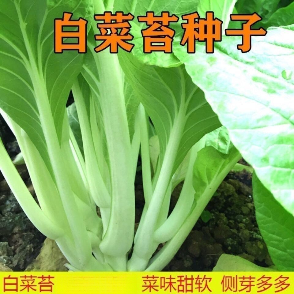 早熟甜脆白菜苔种籽白菜心种子四季种苔菜花蔬菜种子