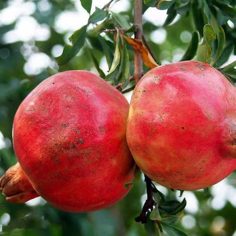 石榴种子培育嫁接种苗盆栽地栽种植