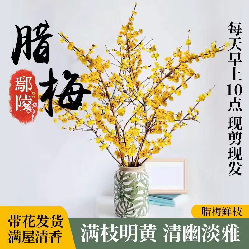 水培腊梅鲜切花腊梅干枝插花水养浓香型鲜花室内水培绿植开花枝条