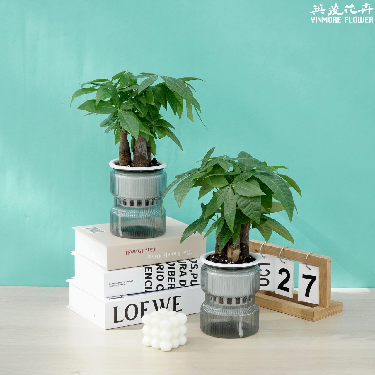 【花伴专属】发财树盆栽三杆步步高招财水培植物室内客厅绿植桌面