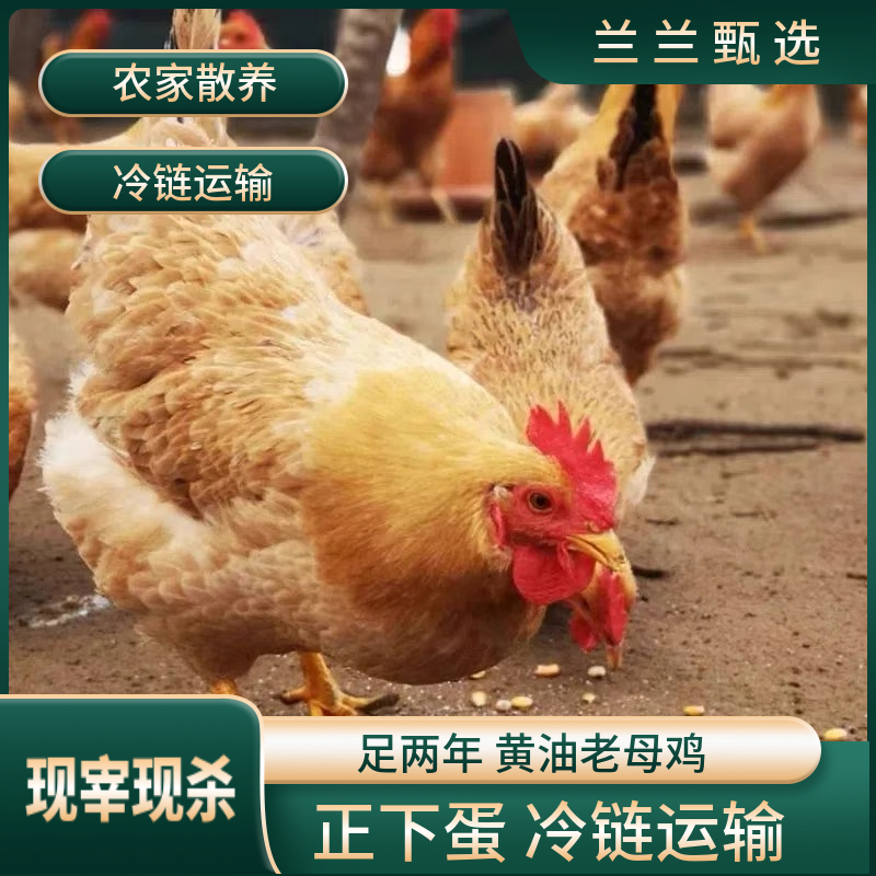 农家散养老母鸡现宰现杀带内脏2.5斤左右/只 买一只送一只到手2只