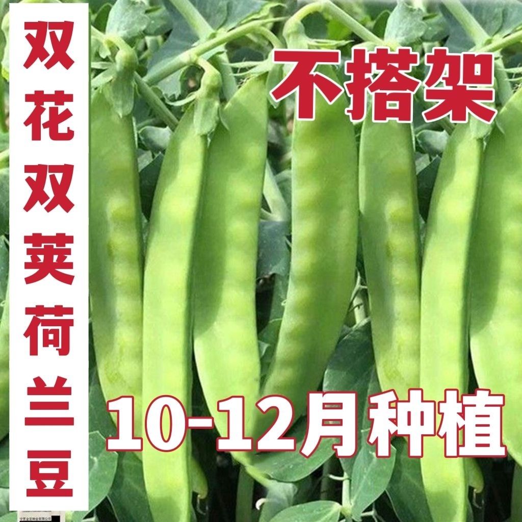 甜脆荷兰豆种子高产耐寒农家自种春秋冬季豆角菜种子