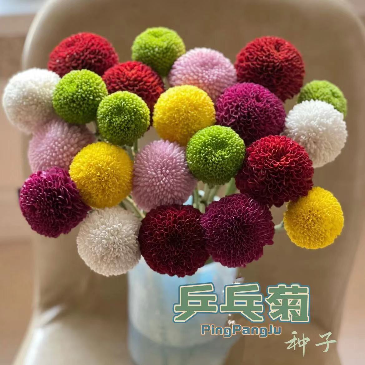 乒乓菊菊花种子球形表情包花籽四季种室内外阳台盆栽花籽圆形花