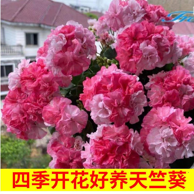 重瓣天竺葵种子四季播种开花室内洋绣球花花种子籽观花盆栽花卉