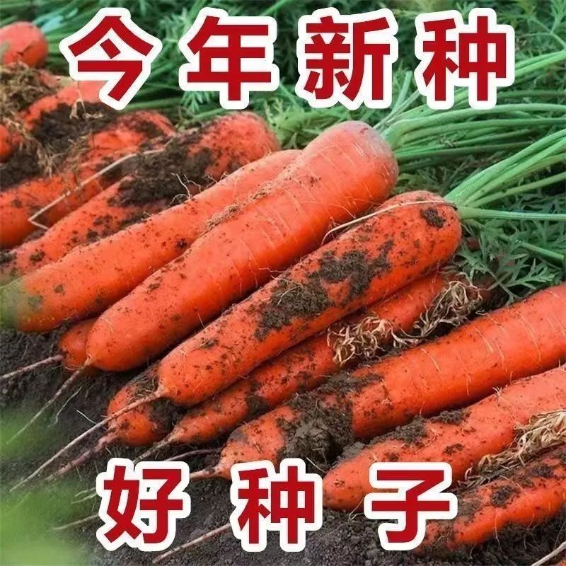 耐热耐寒胡萝卜种子四季红萝卜种子籽夏秋播七寸高产蔬菜种子