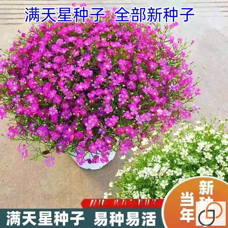 满天星种子易爆盆花种孑盆栽四季开花室内外花卉植物花种籽子
