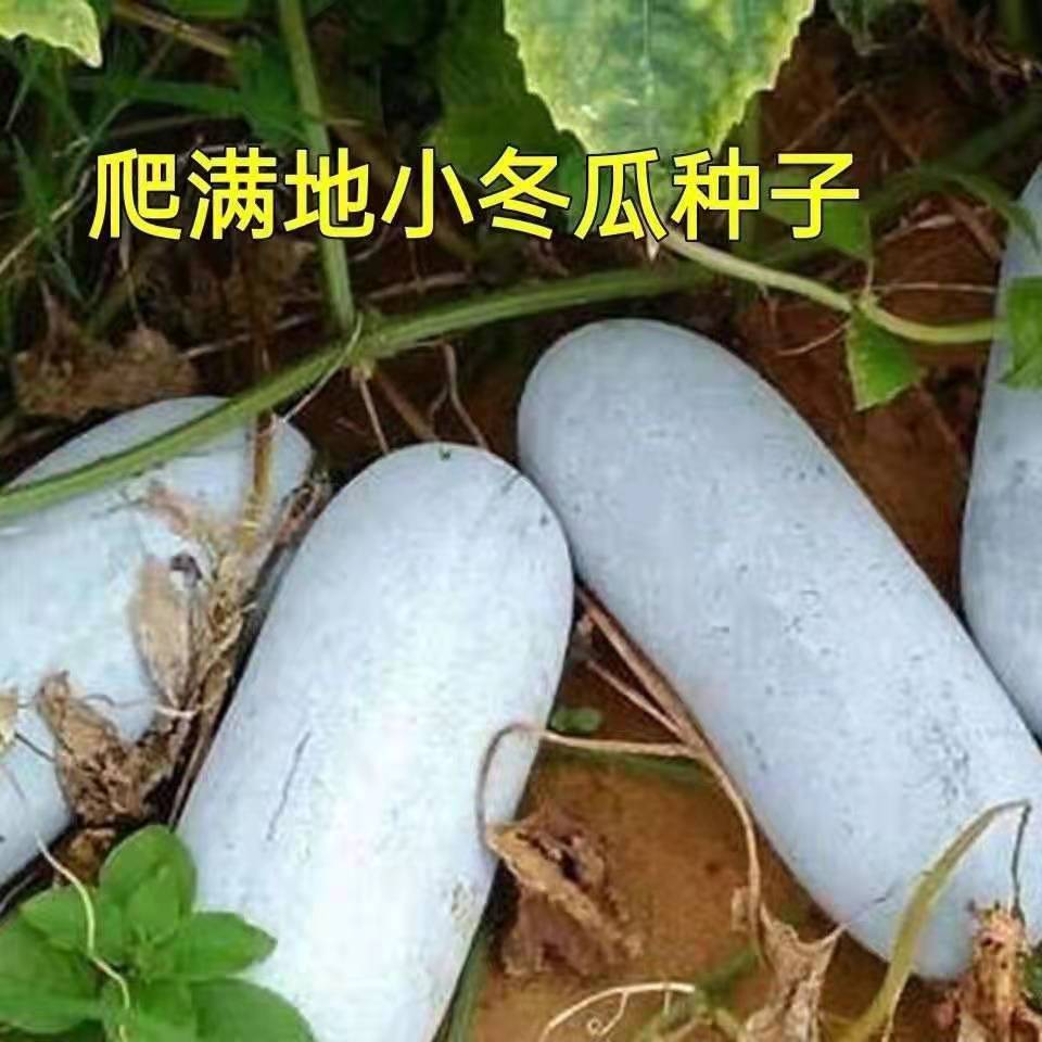 满地爬一串铃小冬瓜种子冬瓜毛节瓜小冬瓜四季高产盆栽蔬菜种子