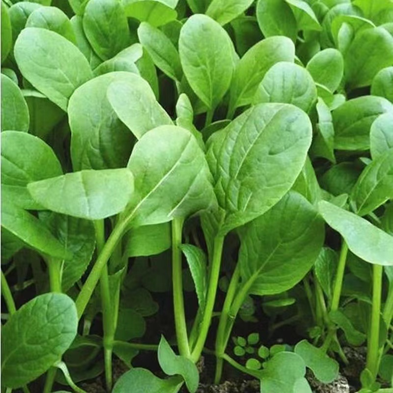 鸡毛菜种子种籽四季小白菜青菜油菜阳台盆栽蔬菜蔬莱种子