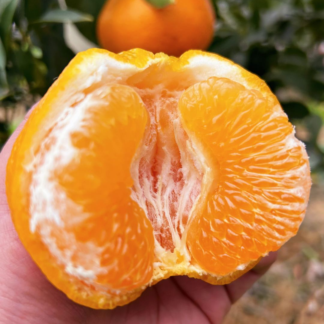 [净重8斤]四川春见耙耙柑Orange新鲜水果现摘现发T