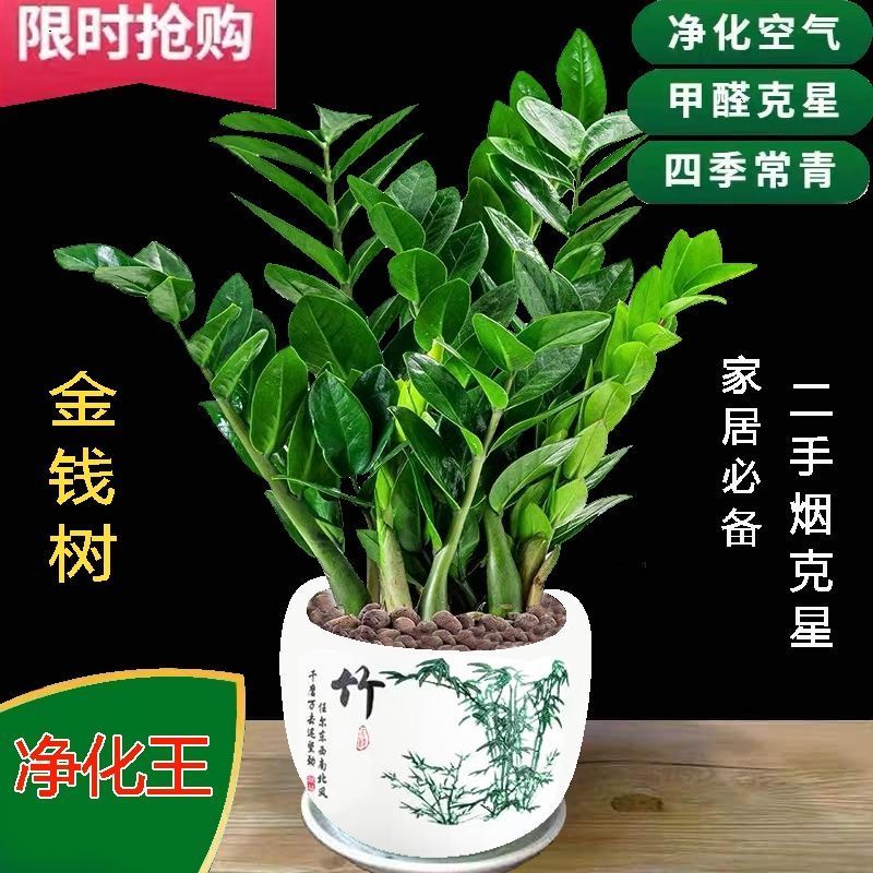 新款金钱树盆栽摇钱树招财树室内绿植客厅办公室桌面植物四季常青