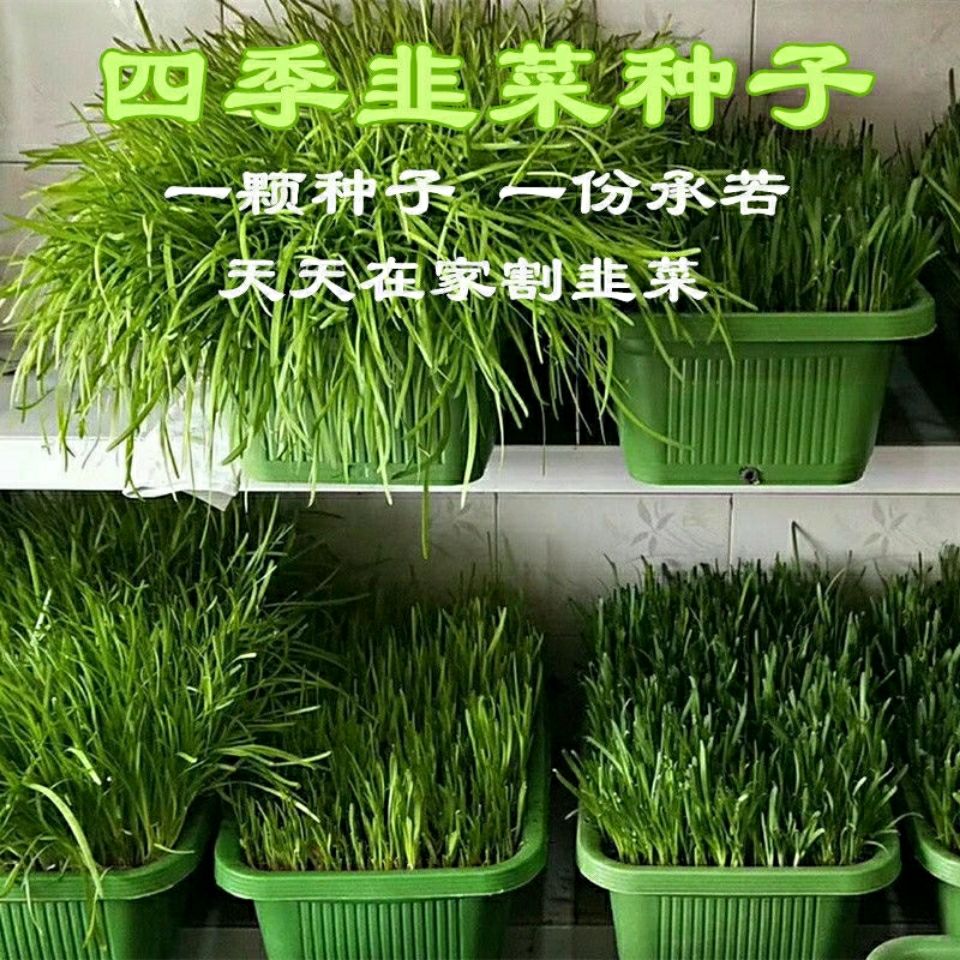 四季韭菜种子老品种小细叶韭菜种籽浓香阳台盆栽大田留种四季种植