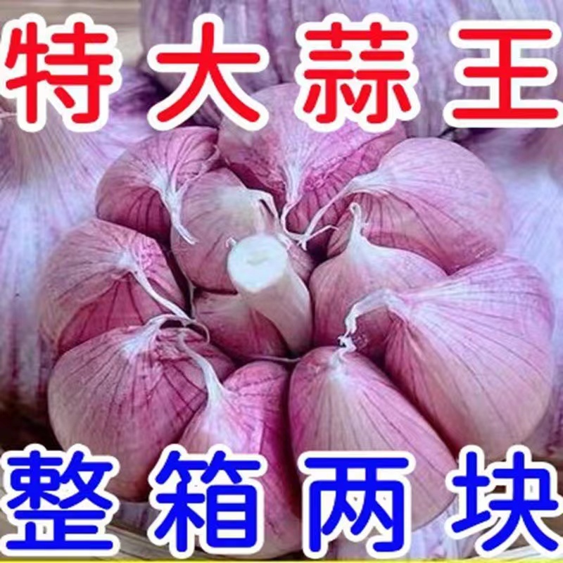 农家新干蒜食用辣味大蒜头新干蒜大蒜种紫白皮蒜子农家干蒜头种植