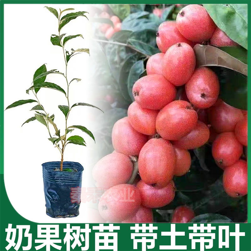 羊奶果树苗德甜二号胡颓子羊奶果苗盆地栽当年结果四季种植