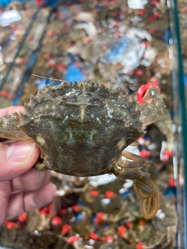 鲜活花盖蟹  到家保鲜不包活