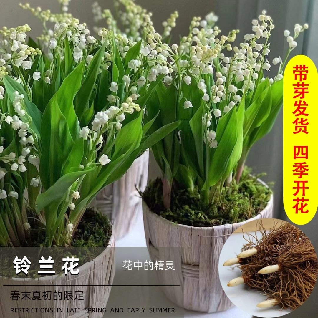 铃兰花苗带芽球根花卉盆栽多年生室内阳台浓香耐寒四季开花绿植物