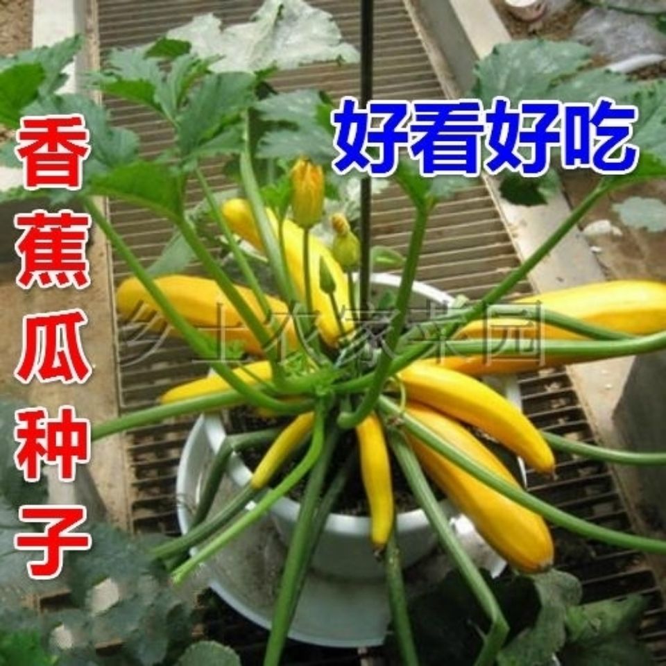香蕉西葫芦种子黄色金皮香蕉瓜种籽高产生吃阳台盆栽四季蔬菜种子