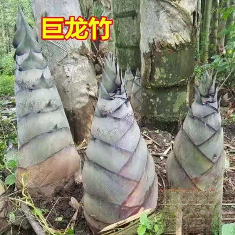 大型楠竹苗种子种巨龙竹竹苗可食用竹笋苗庭院种植四季长青毛竹