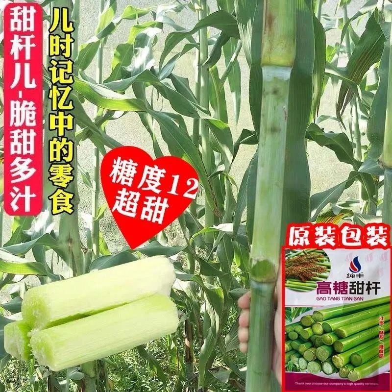 甜杆种子春夏秋四季播甘甜多汁水果甜高粱杆籽北方小甘蔗