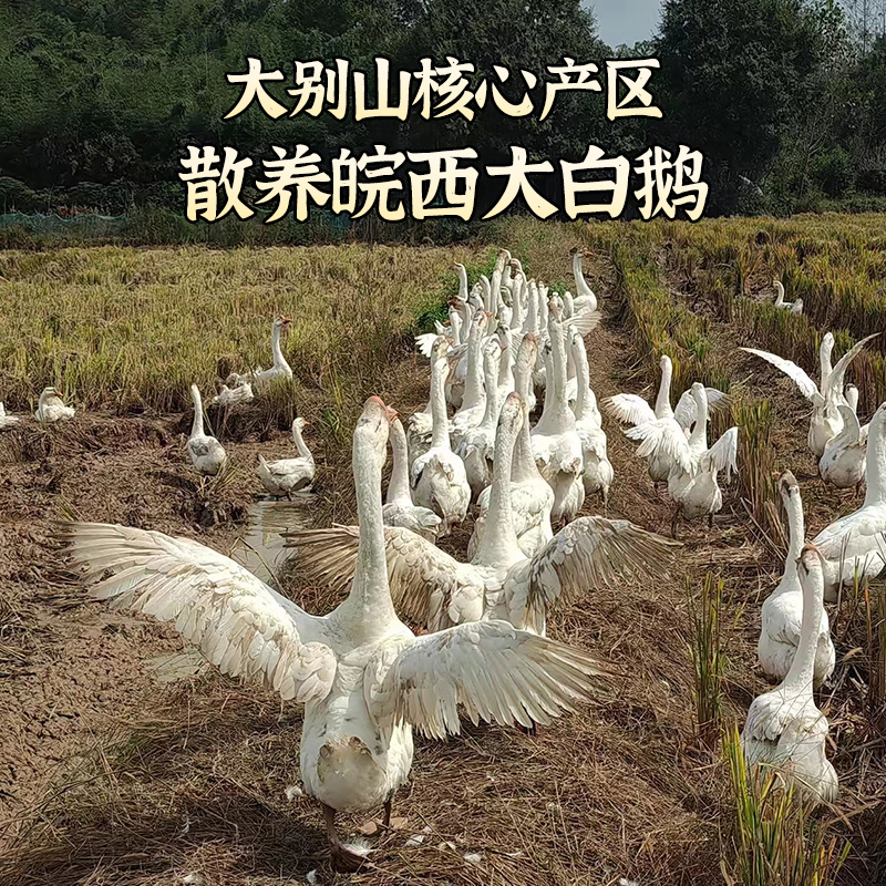 腊味咸鹅皖西大白鹅传统手工活鹅腌制不带爪咸香安徽六安土特产