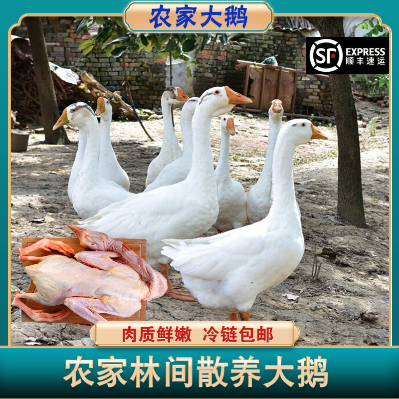 农村散养大鹅净重约6-7斤 整只现杀青年鹅 顺丰冷链包邮 送料包
