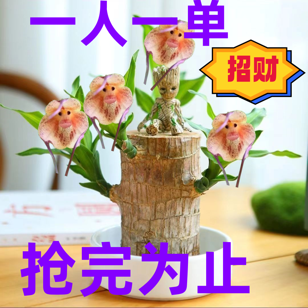 新【稀有新品】驱蚊虫清仓新巴西木开花水养懒人木桌面绿植盆栽客厅