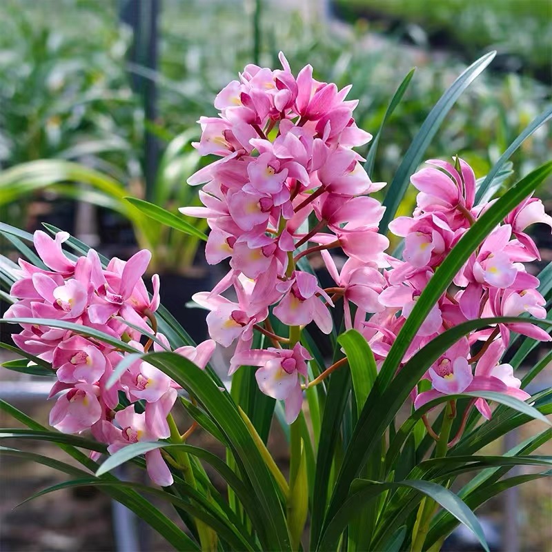 带花苞浓香正品【浪漫樱花】大花蕙兰 浓香 好养易活雅室绿植兰花苗