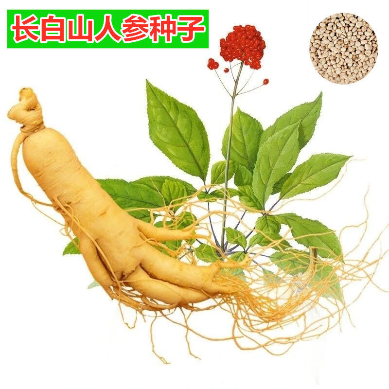 人参种子东北名贵药材种籽长白山人参水果种孑四季人参种籽子