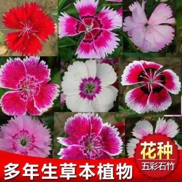 五彩石竹花种子四季开花易种秋季欧石竹多年生花卉室外绣球花种籽