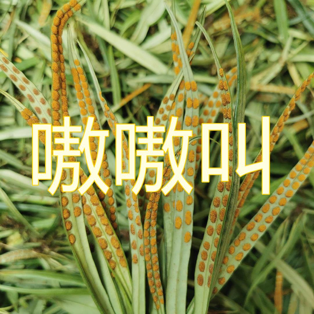 长白山野生黄金草新鲜晒干净含量农产品叶菜泡水泡茶