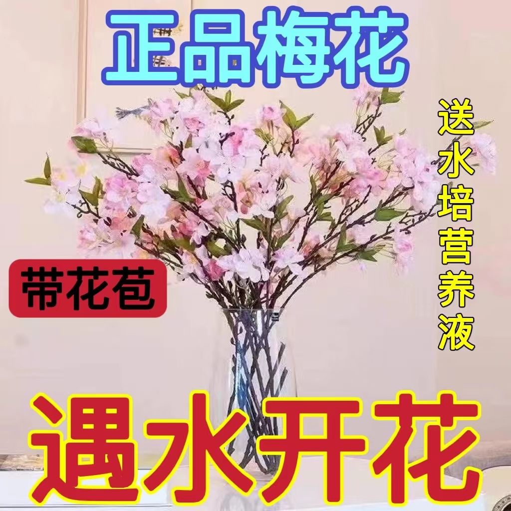 【春节开花】水培腊梅梅花干枝雪遇水开花带花苞冬季耐寒好养花卉