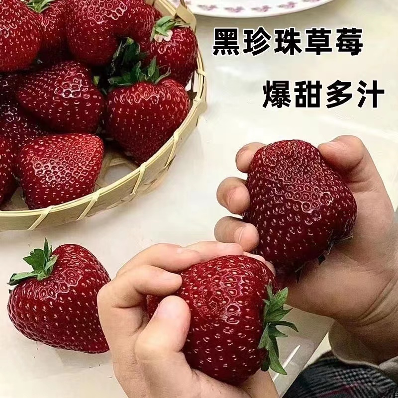 黑珍珠草莓苗真红美玲大凉山黑珍珠盆栽地栽阳台大面积南北方种植