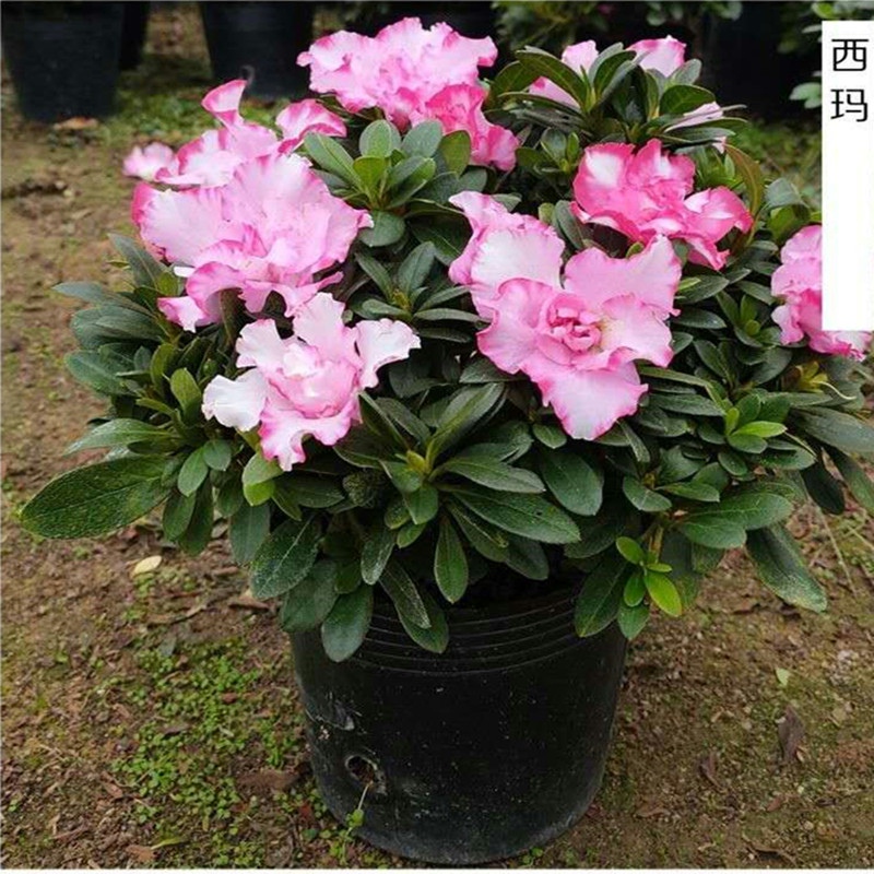 西洋杜鹃花盆栽四季开花室内客厅庭院四季开花带花苞花卉