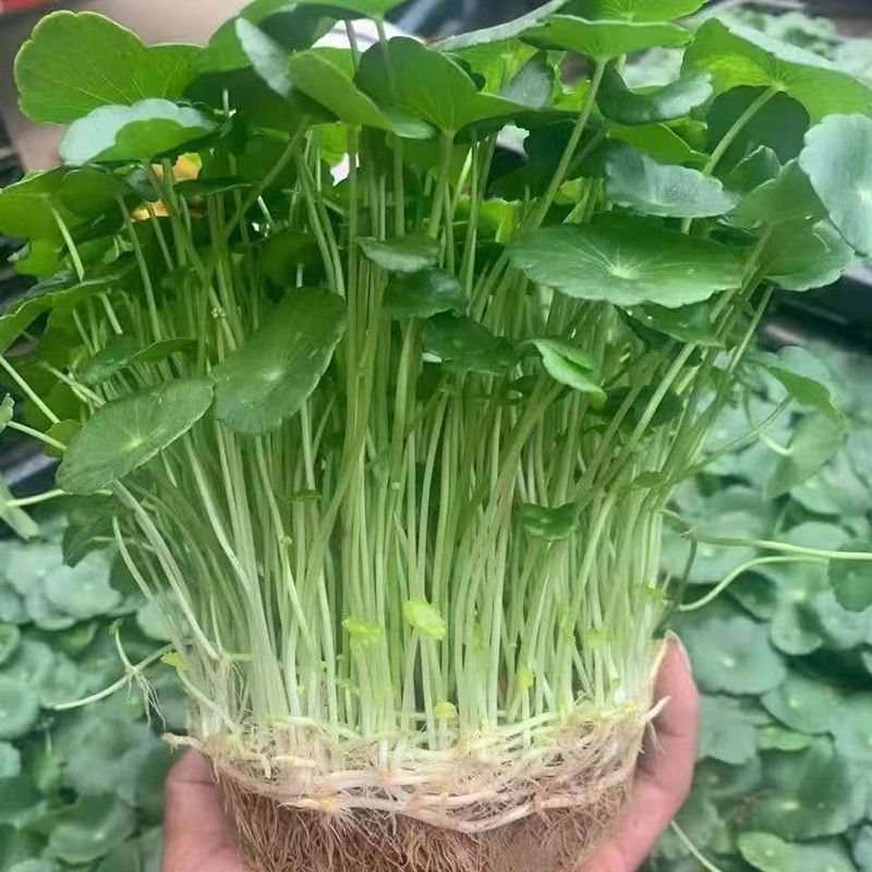 铜钱草种子金钱草种籽水培土培种子均可种植盆栽