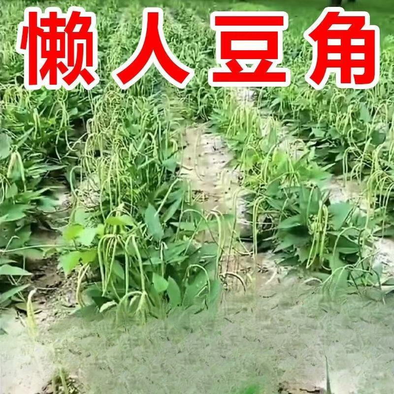 无架长豆角种子不用搭架子的长豆角蔬菜种籽四季播种长豇豆庭院
