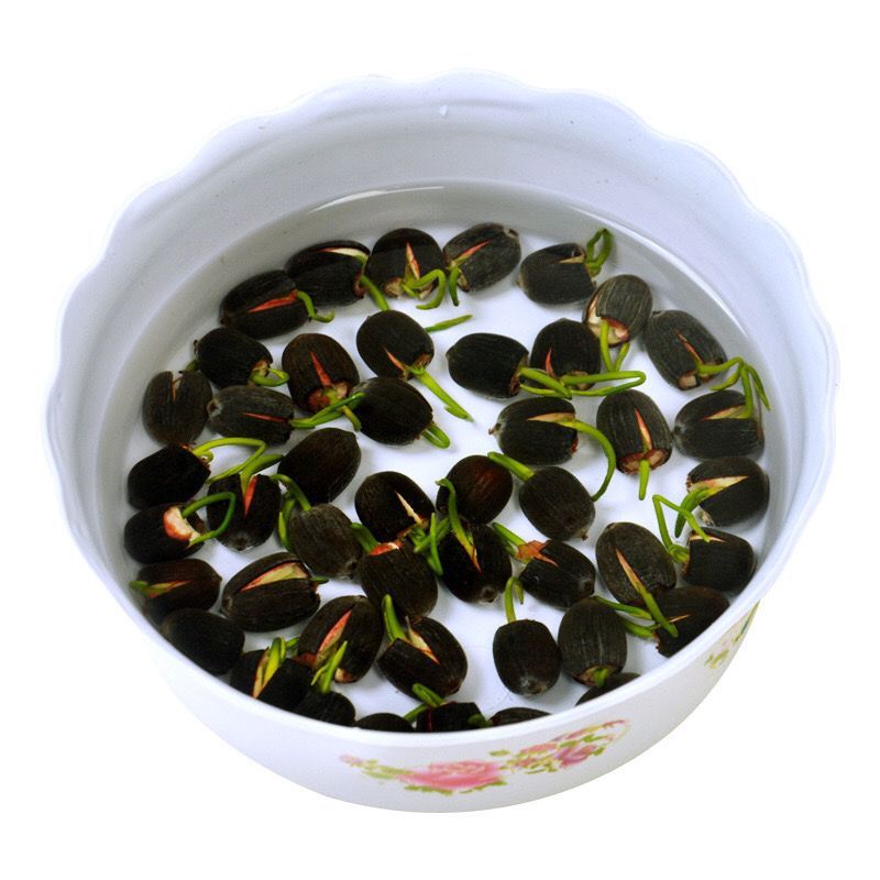 碗莲种子已开口四季播种水培植物睡莲荷花种子室内分在绿植花卉
