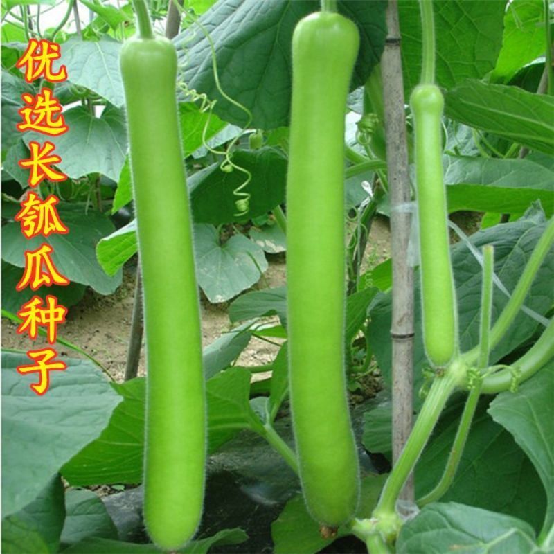早熟香嫩瓠子瓜种子高产长蒲瓜长瓠瓜春夏秋季菜葫芦籽庭院爬藤菜