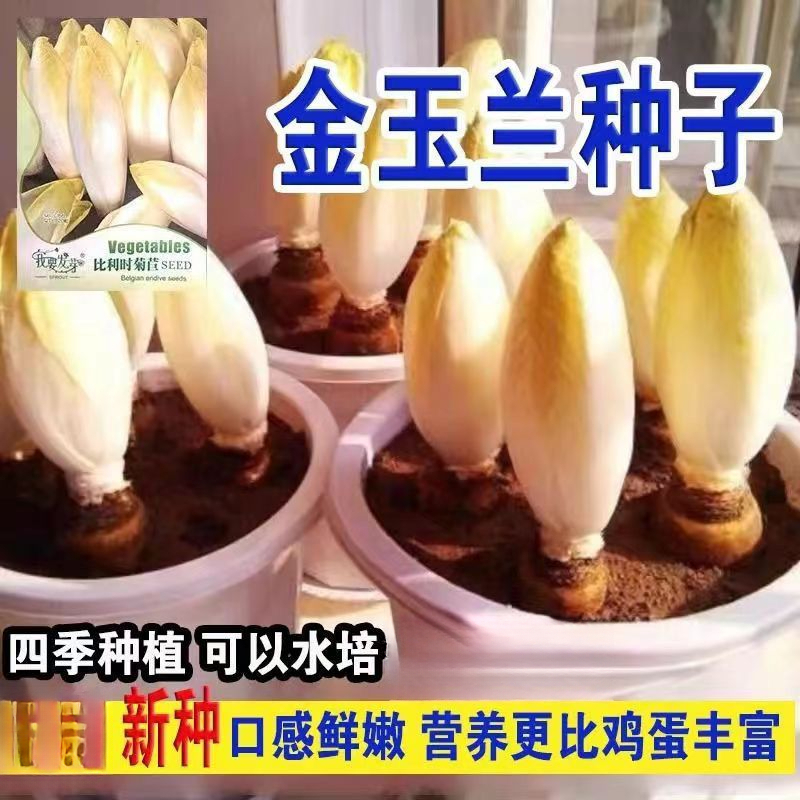 金玉兰菜一年四季多年生软化菊苣阳台盆栽白玉兰菜易活耐寒