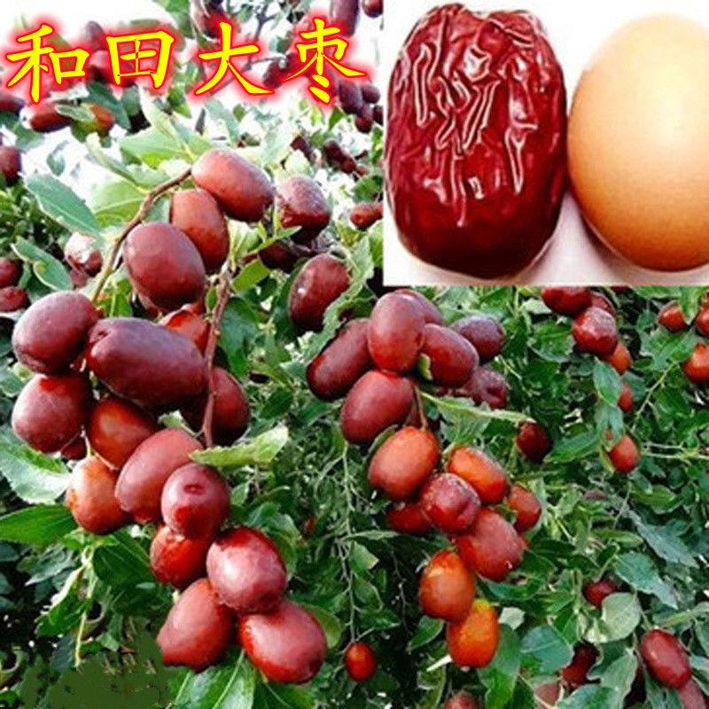 和田玉枣枣树苗  嫁接枣树苗鸡蛋枣新疆和田大枣当年结果大枣树苗
