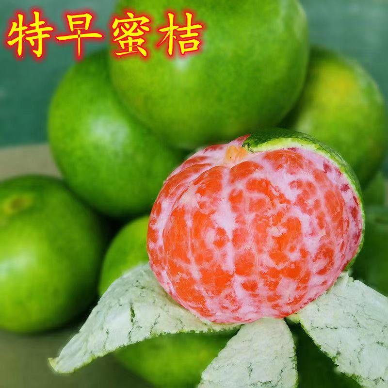 特早蜜桔无核青皮无籽正宗嫁接蜜桔苗盆栽地栽基地直销南北方种植