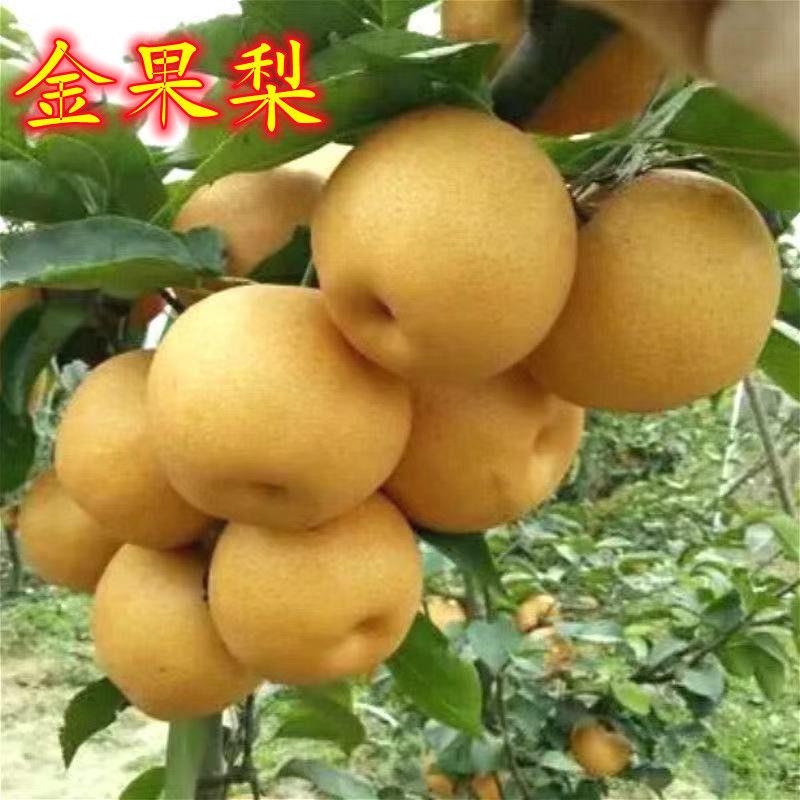 金果梨树苗特大新品种金果梨苗南北方种植地栽梨树苗当年结果