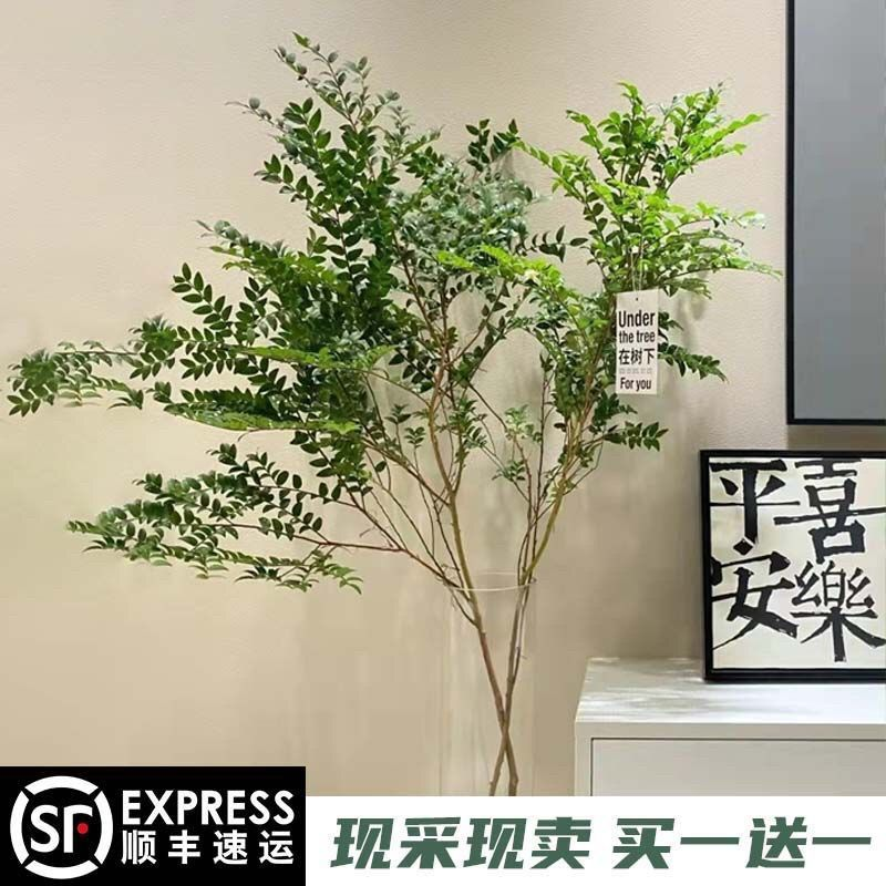 美男树水培绿植室内客厅装饰网红植物马醉木吊钟同养护买一送一